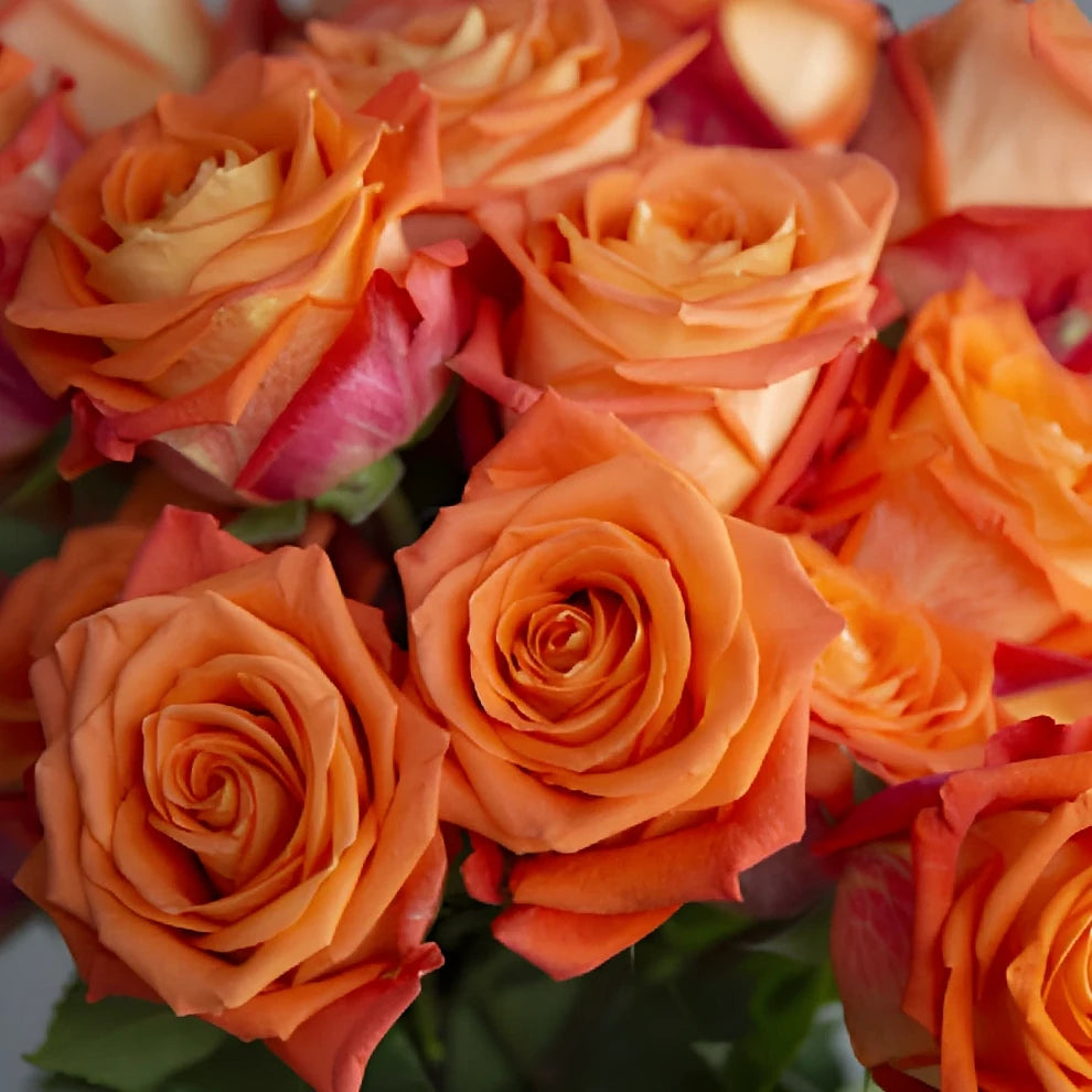 Orangine Roses Standard - main