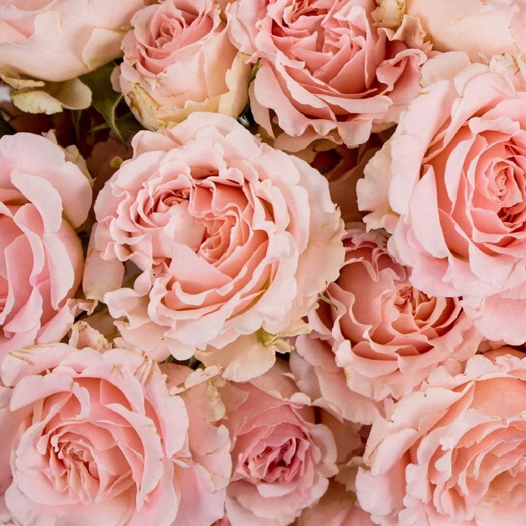Wedding Rosever Roses Garden - main