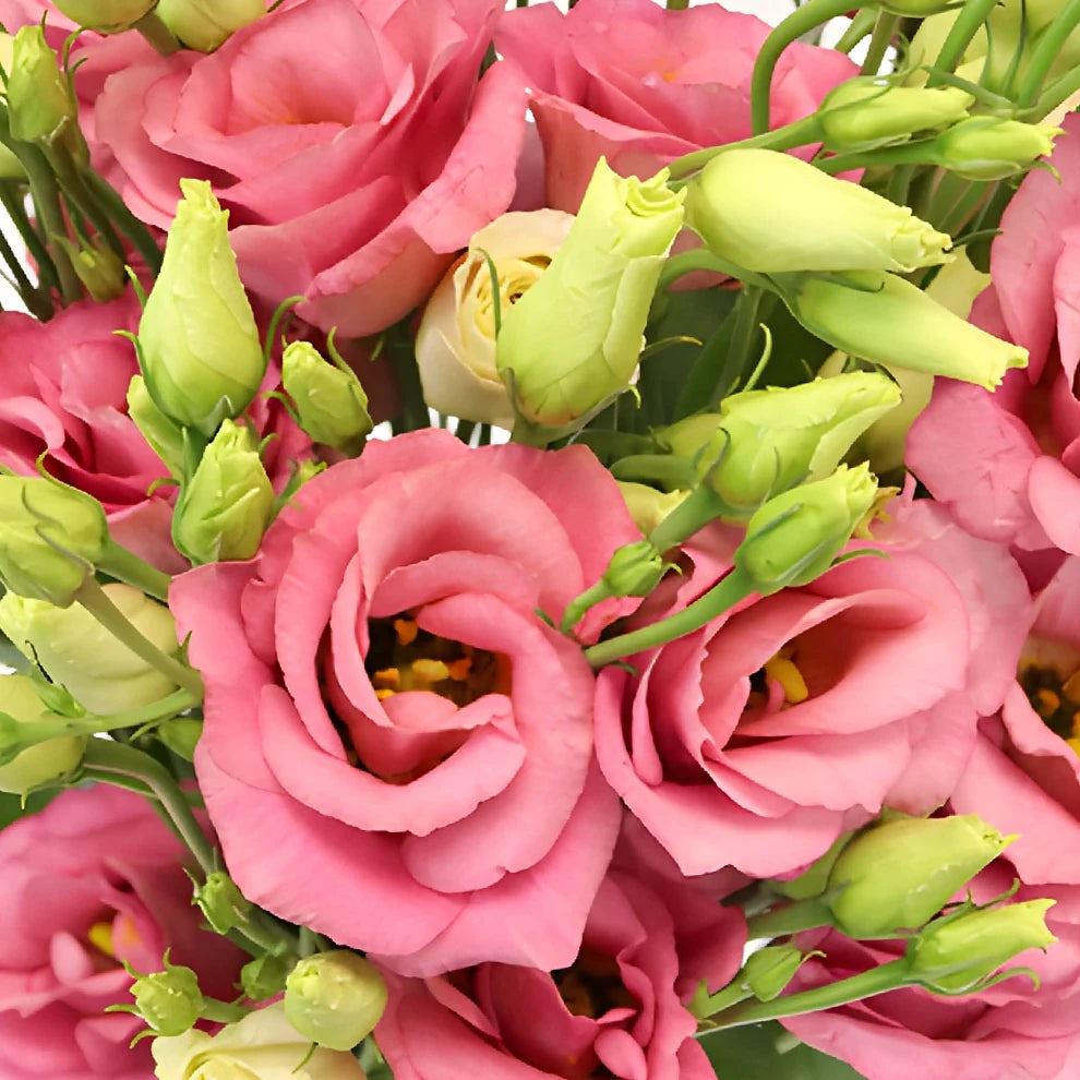 Pink Lisianthus - main
