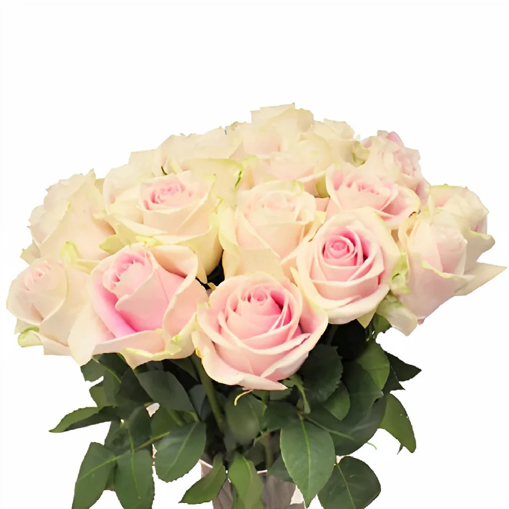 Rosita Vendela Roses Standard - alternative 2