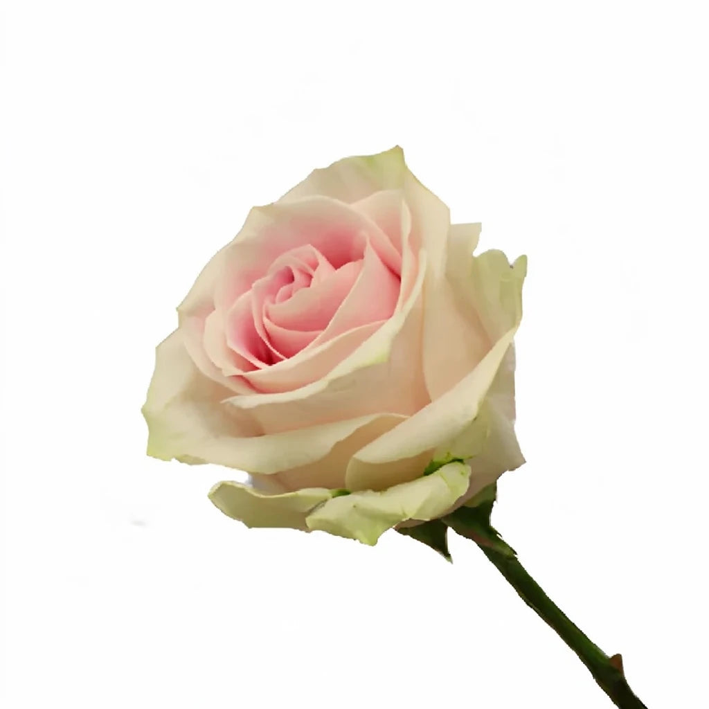 Rosita Vendela Roses Standard - alternative 4