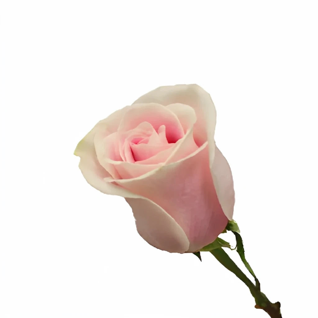 Rosita Vendela Roses Standard - main