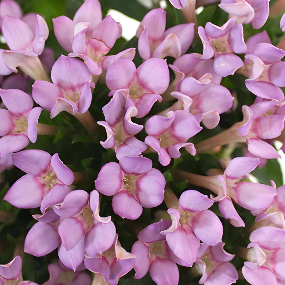 Lavender Bouvardia - main
