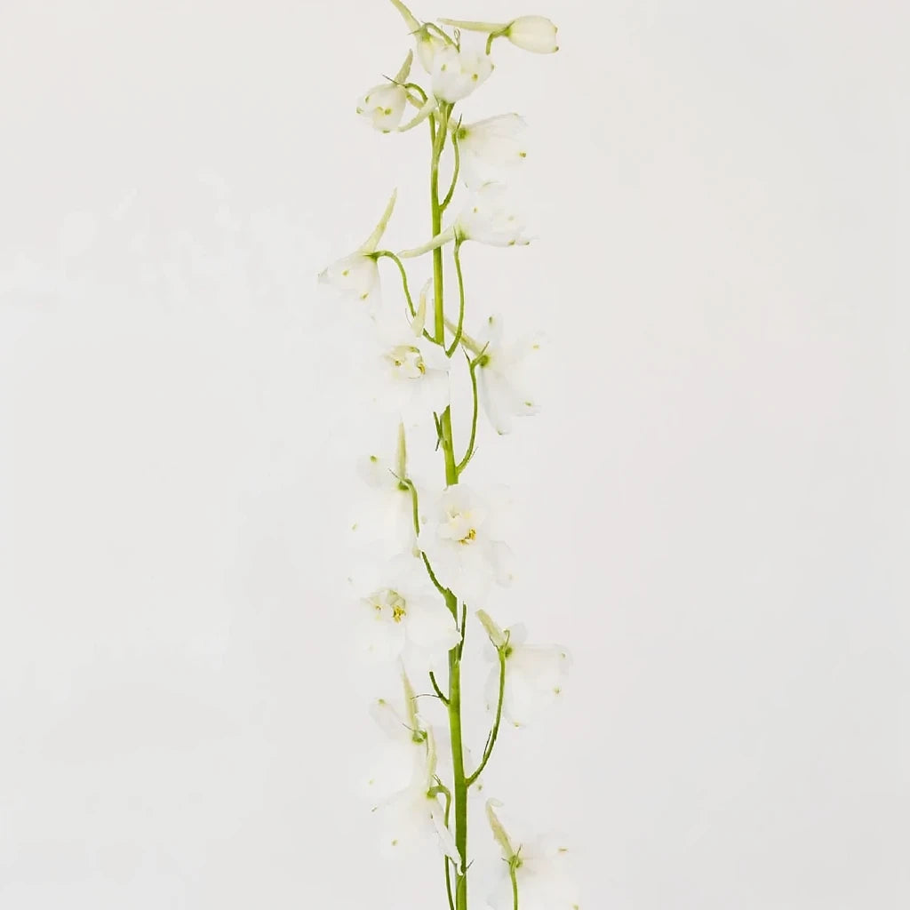 White Belladona Delphinium - main
