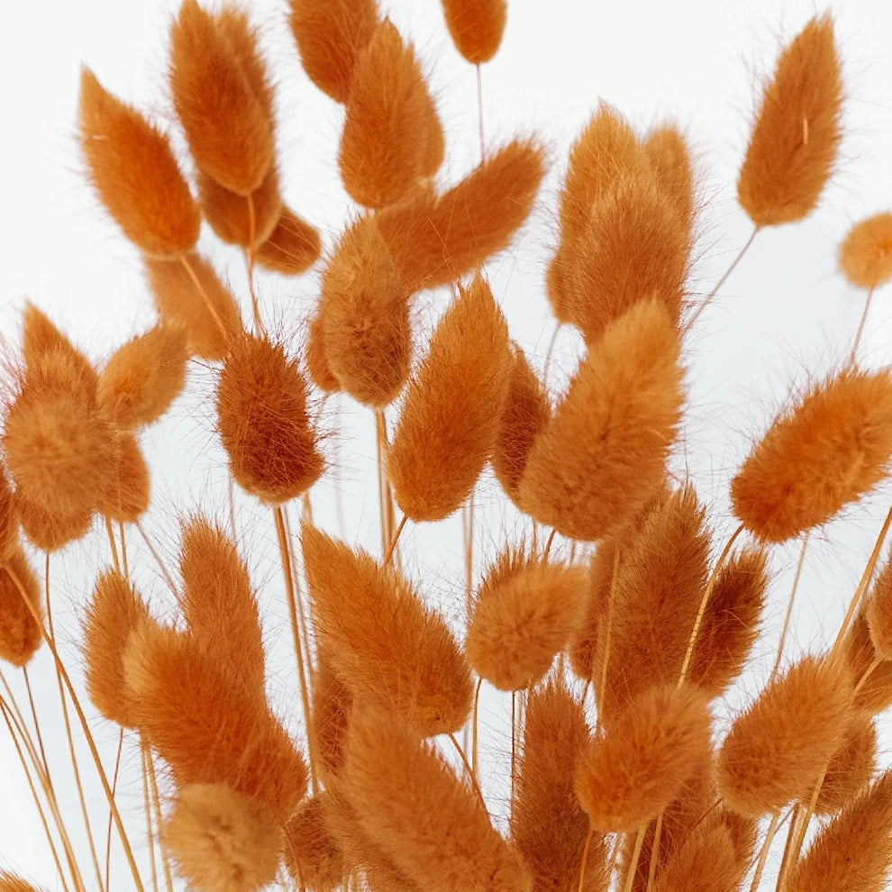 Lagurus Dried - Brown - alternative 1