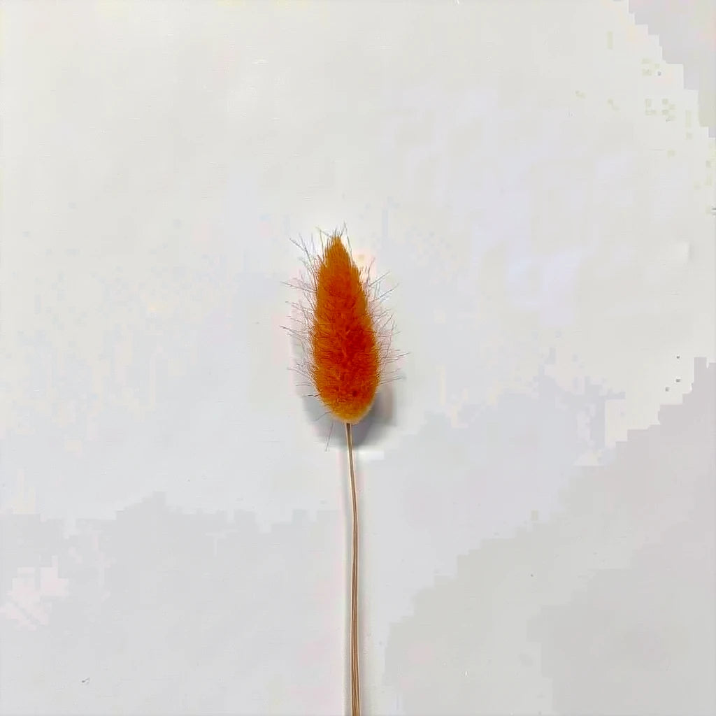 Lagurus Dried - Brown - main