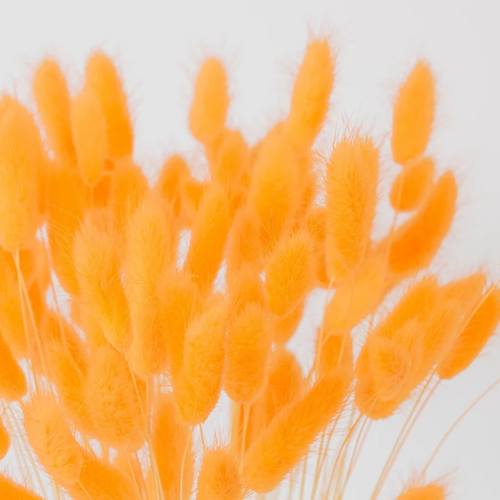 Lagurus Dried - Orange - alternative 1