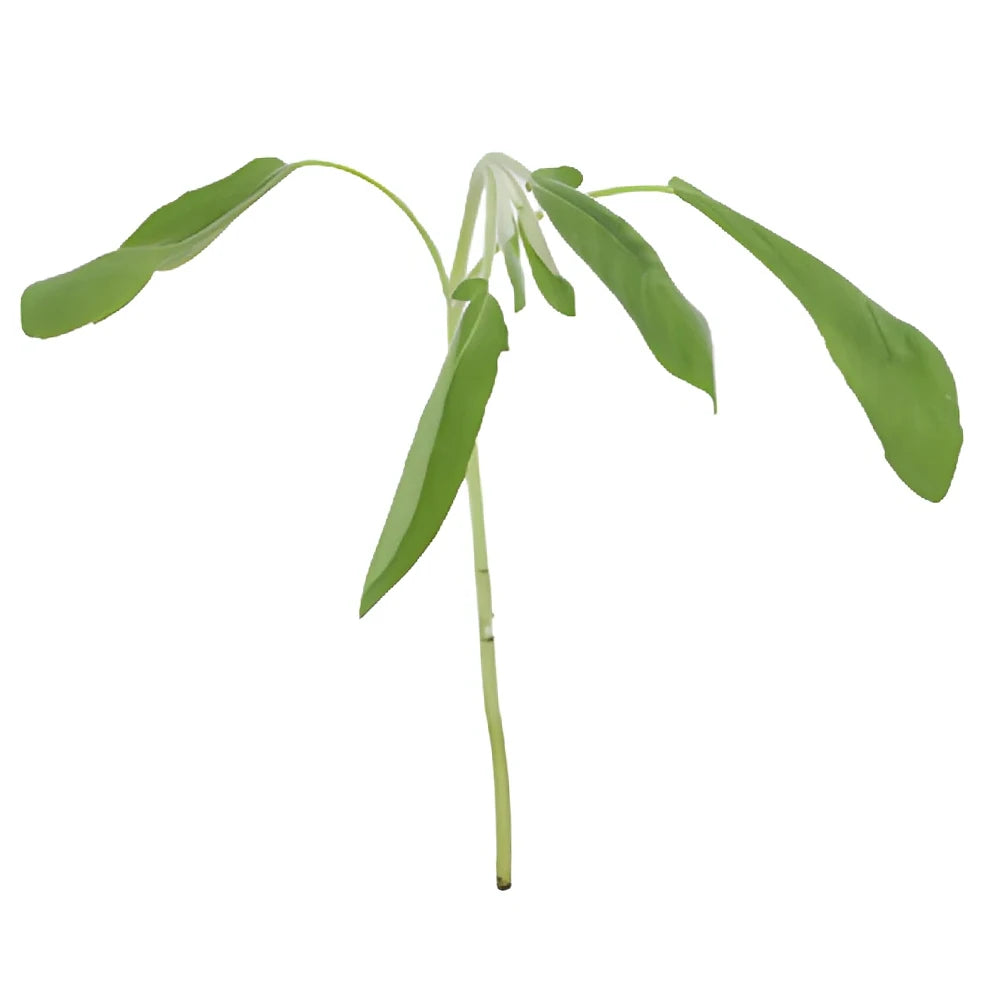 Sage Herbs - alternative 2
