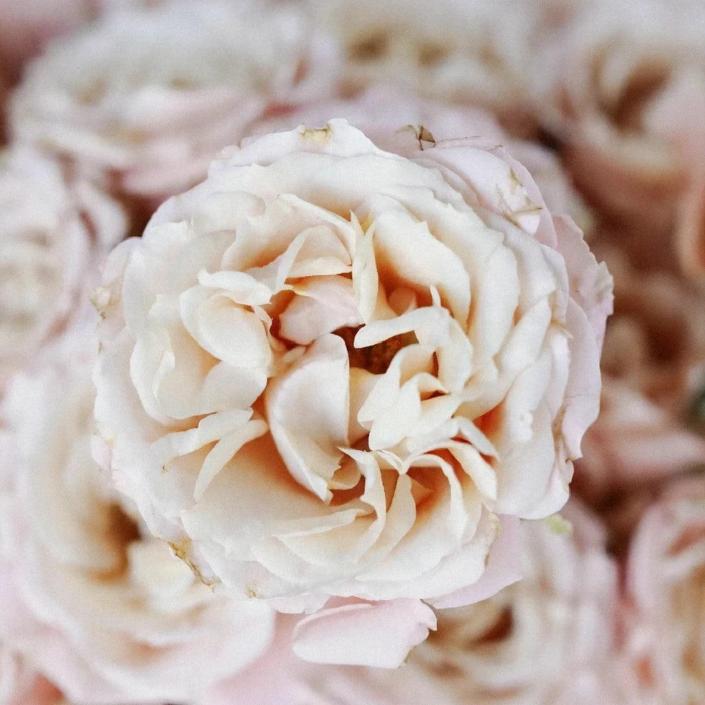 Sahara sensation Roses Garden Spray - alternative 1
