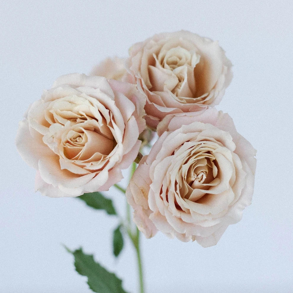 Sahara sensation Roses Garden Spray - alternative 2