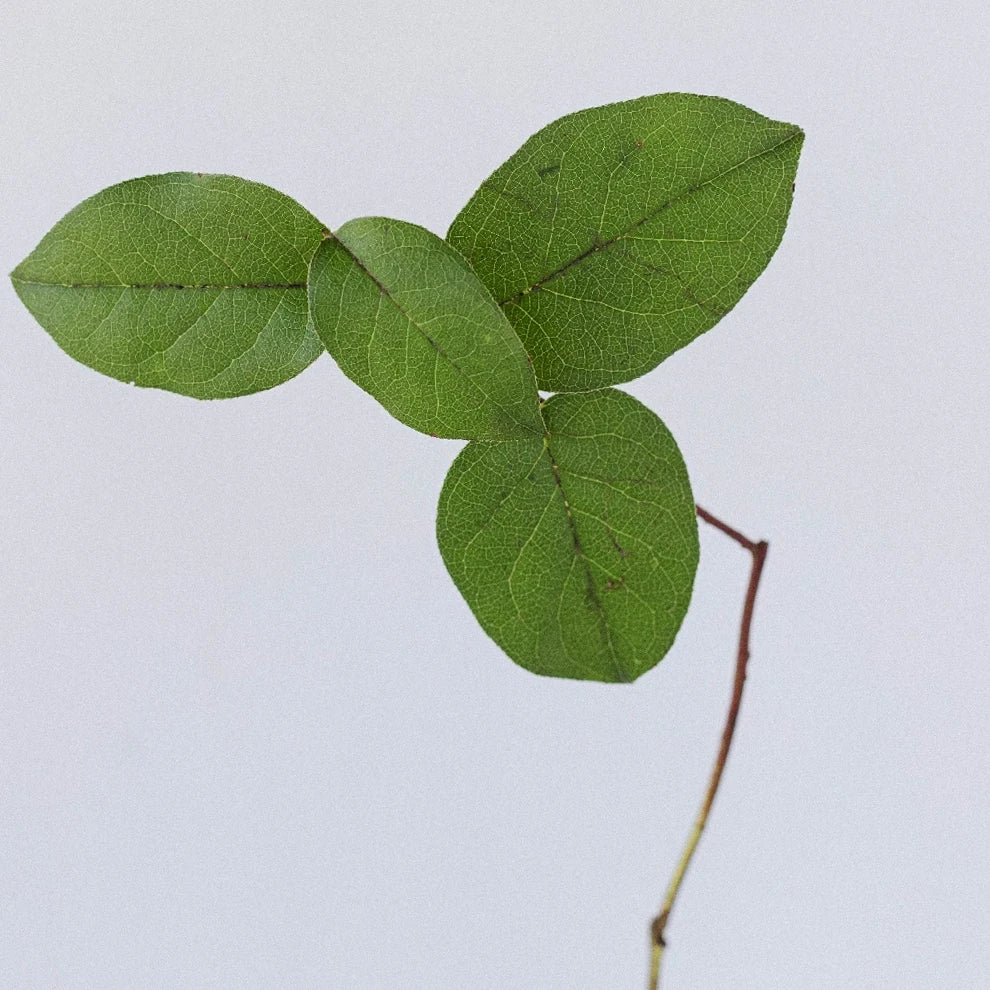 Green Salal Tips Greenery - alternative 1