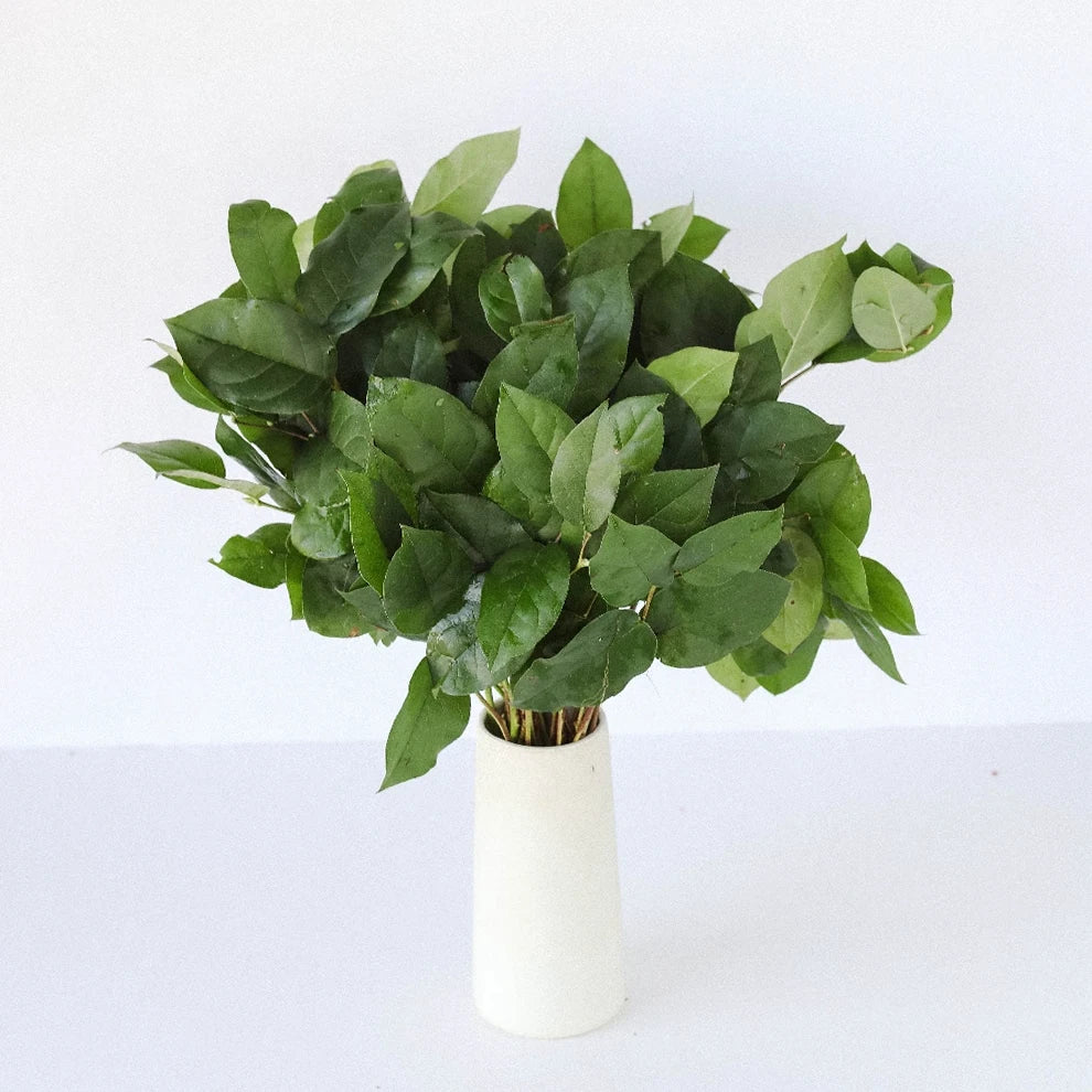 Salal Greenery - alternative 1