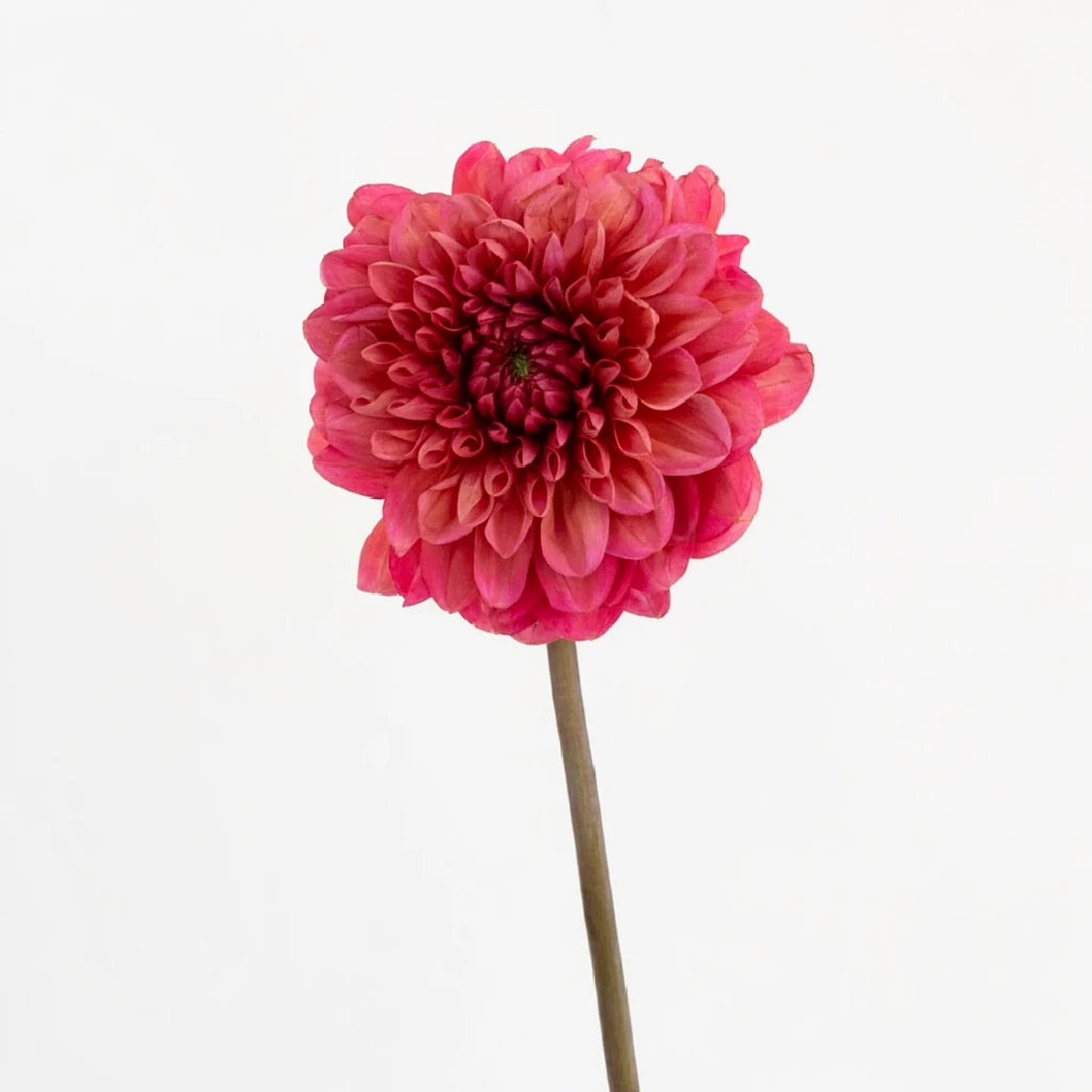Salmon Glow Dahlias - alternative 2
