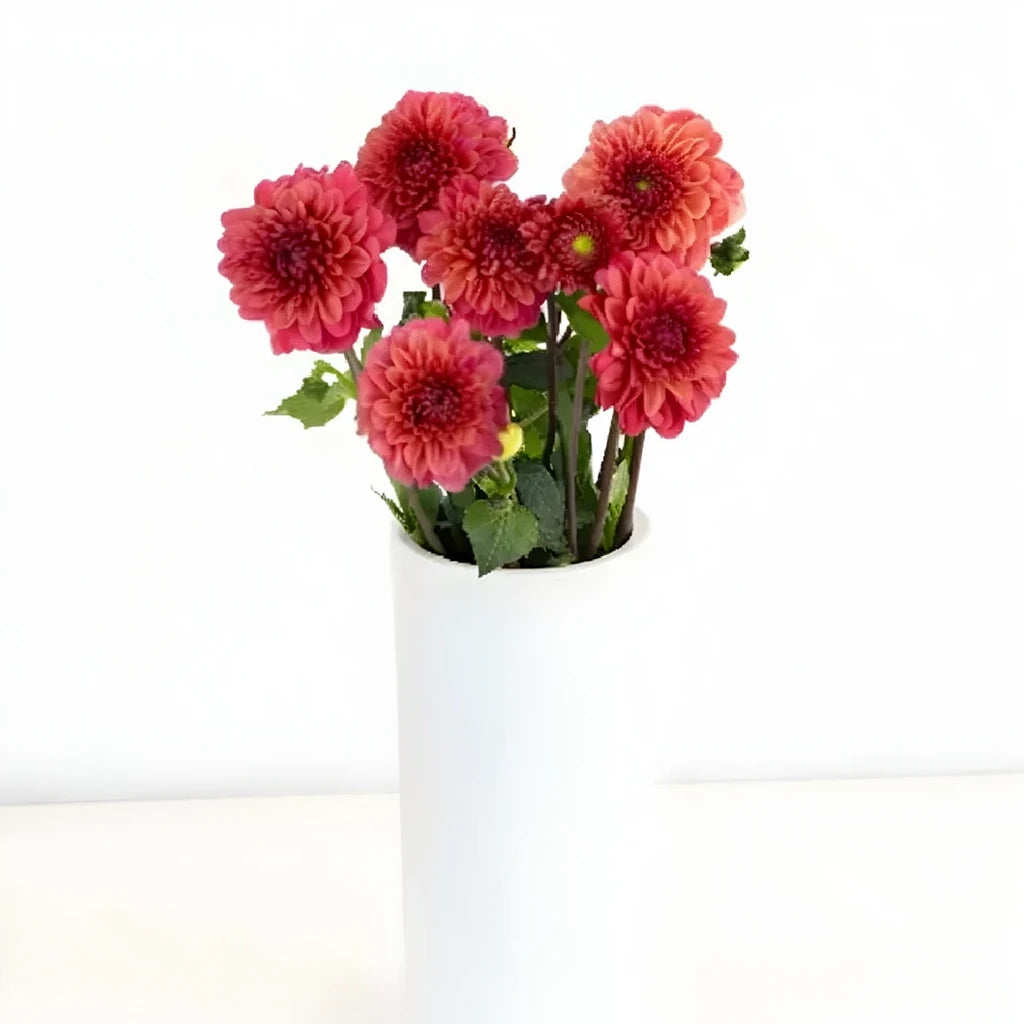Salmon Glow Dahlias - alternative 1