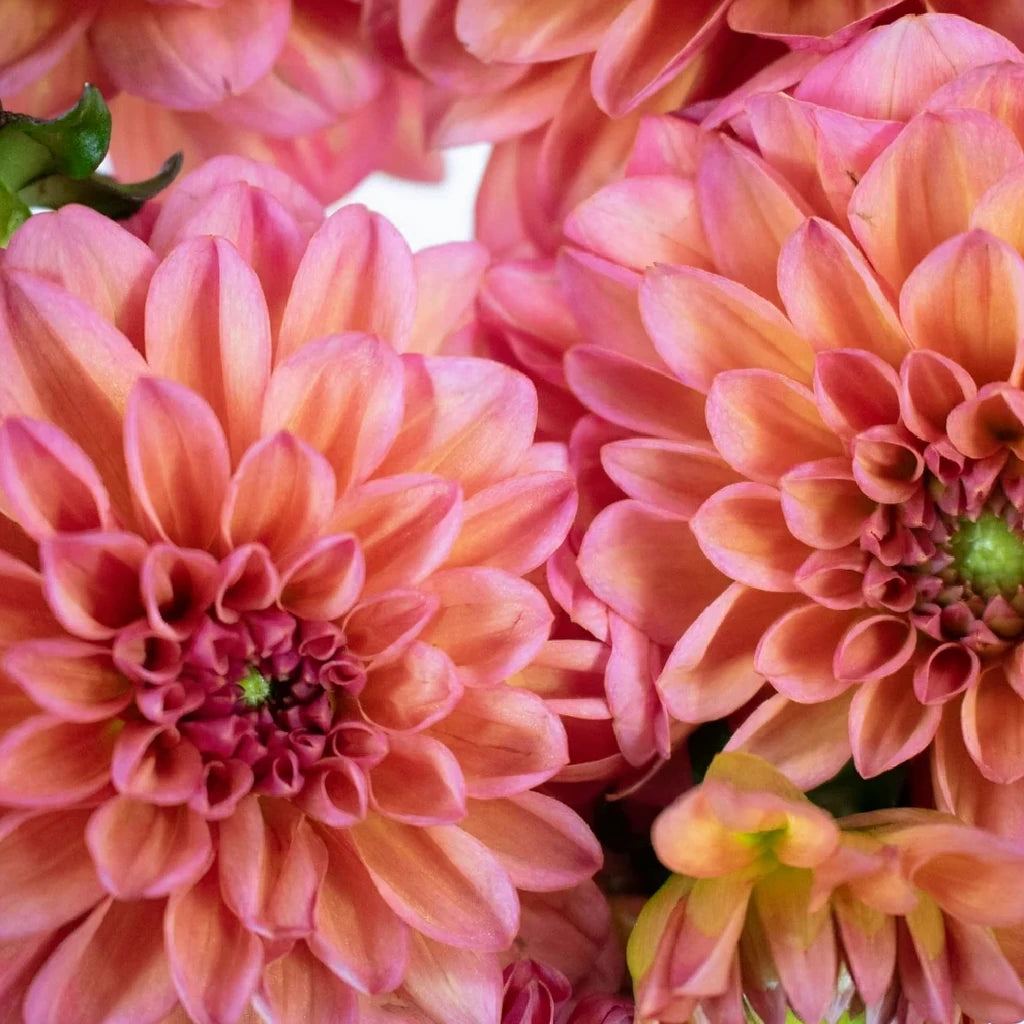 Salmon Glow Dahlias - main