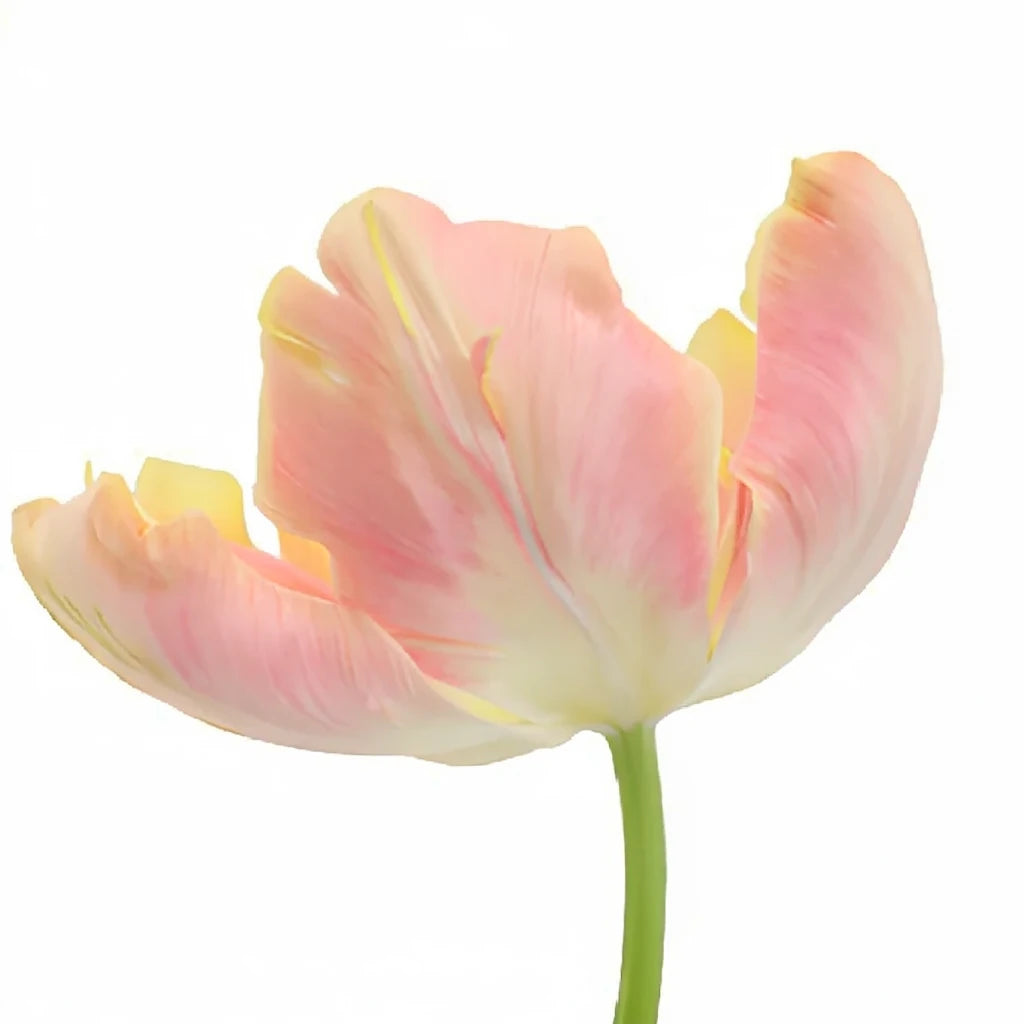 Peach Tulips Parrot - alternative 1
