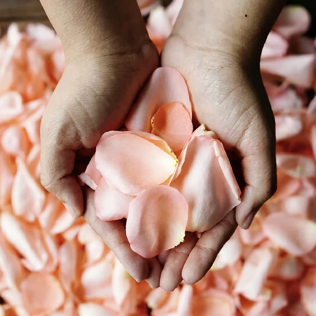 Salmon Rose Petals - alternative 2