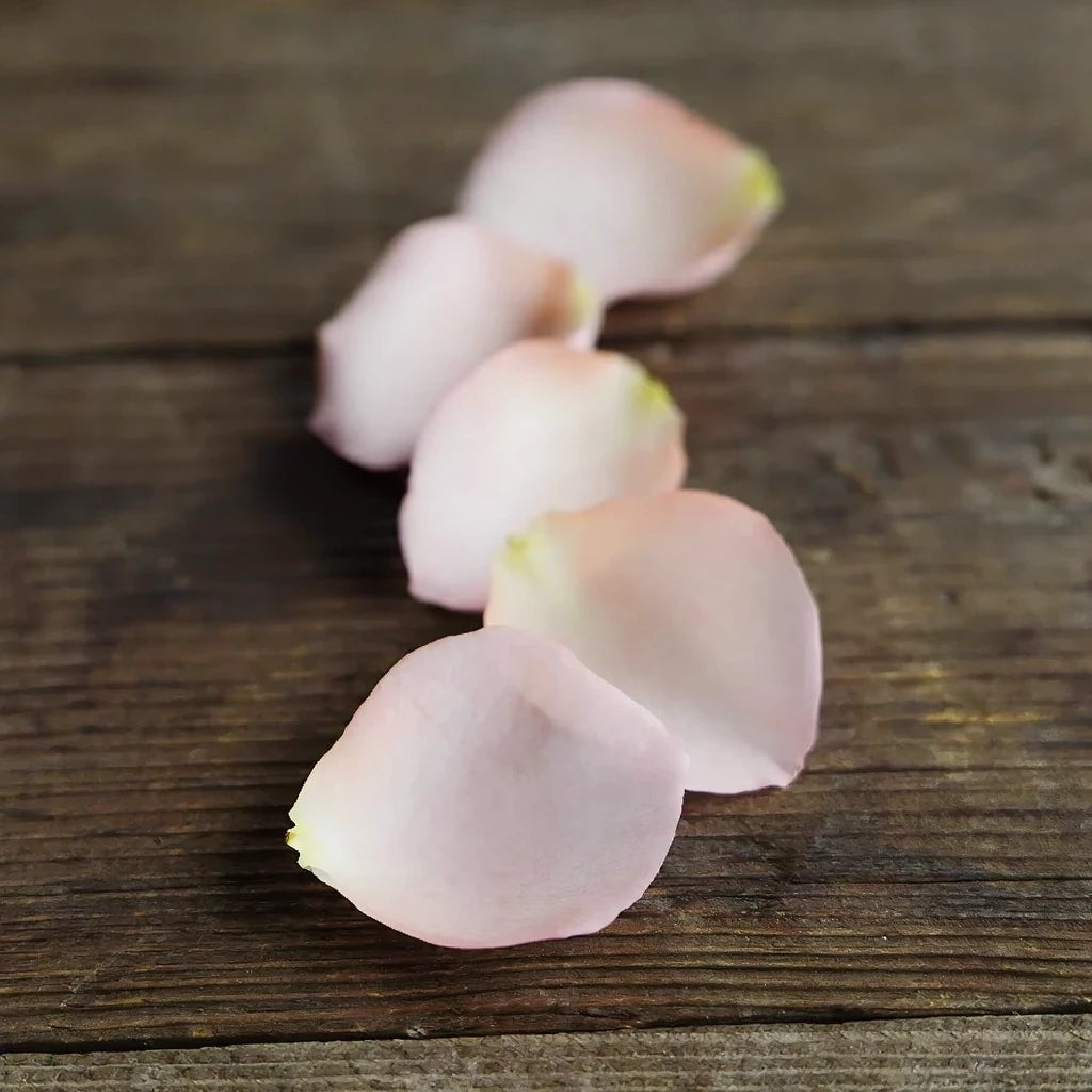 Salmon Rose Petals - main