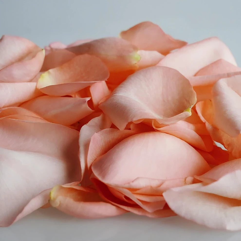 Salmon Rose Petals - alternative 3