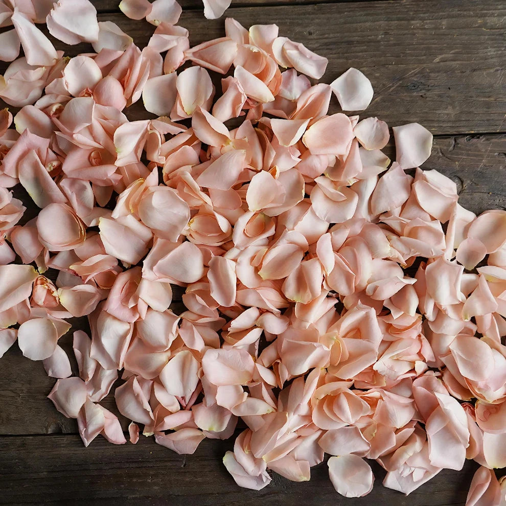Salmon Rose Petals - alternative 4