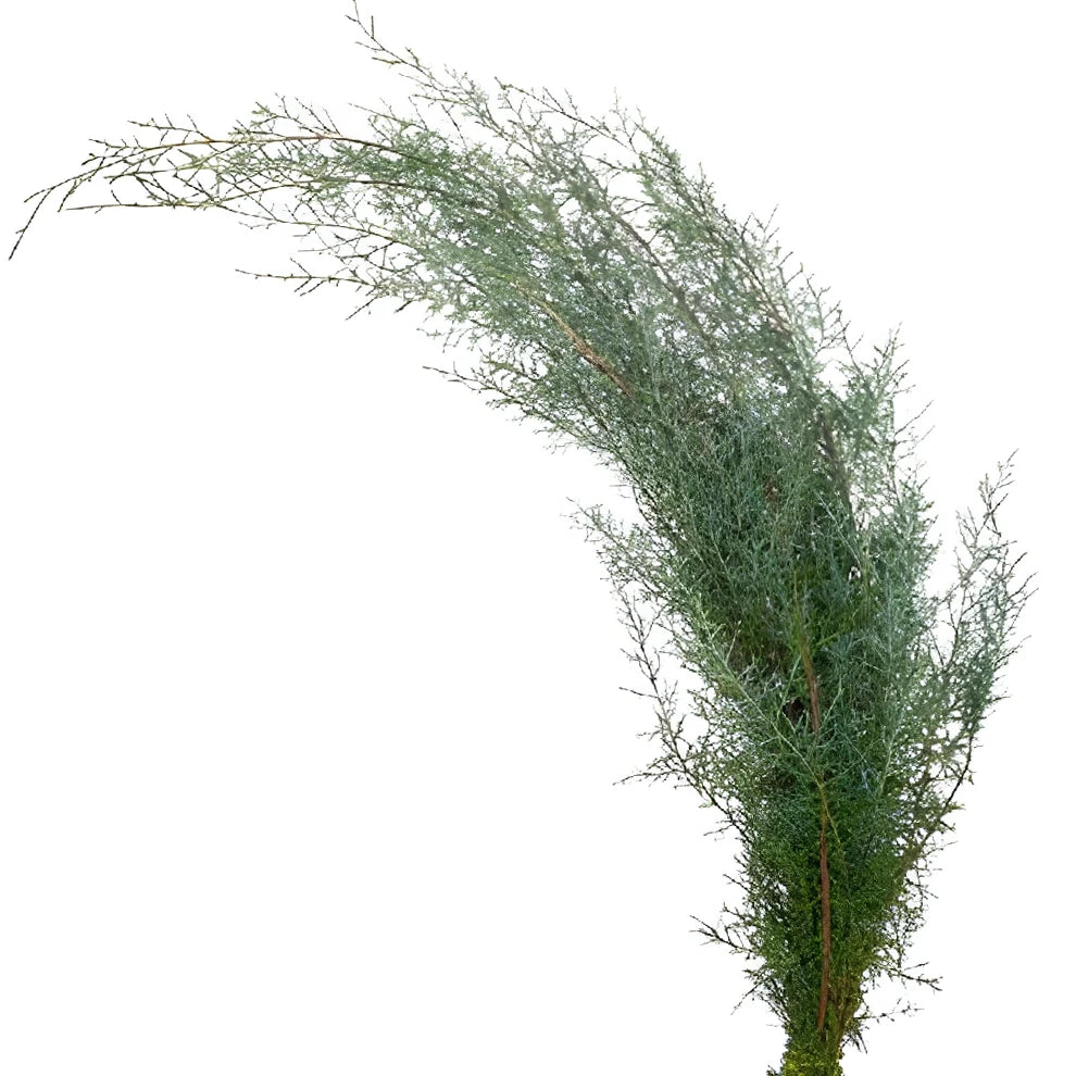 Carolina Sapphire Greenery - alternative 1