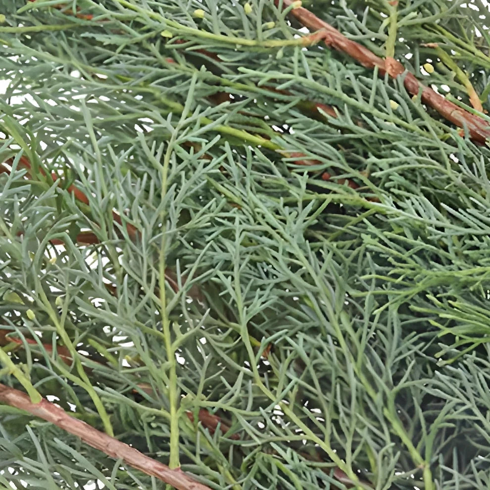 Carolina Sapphire Greenery - alternative 2