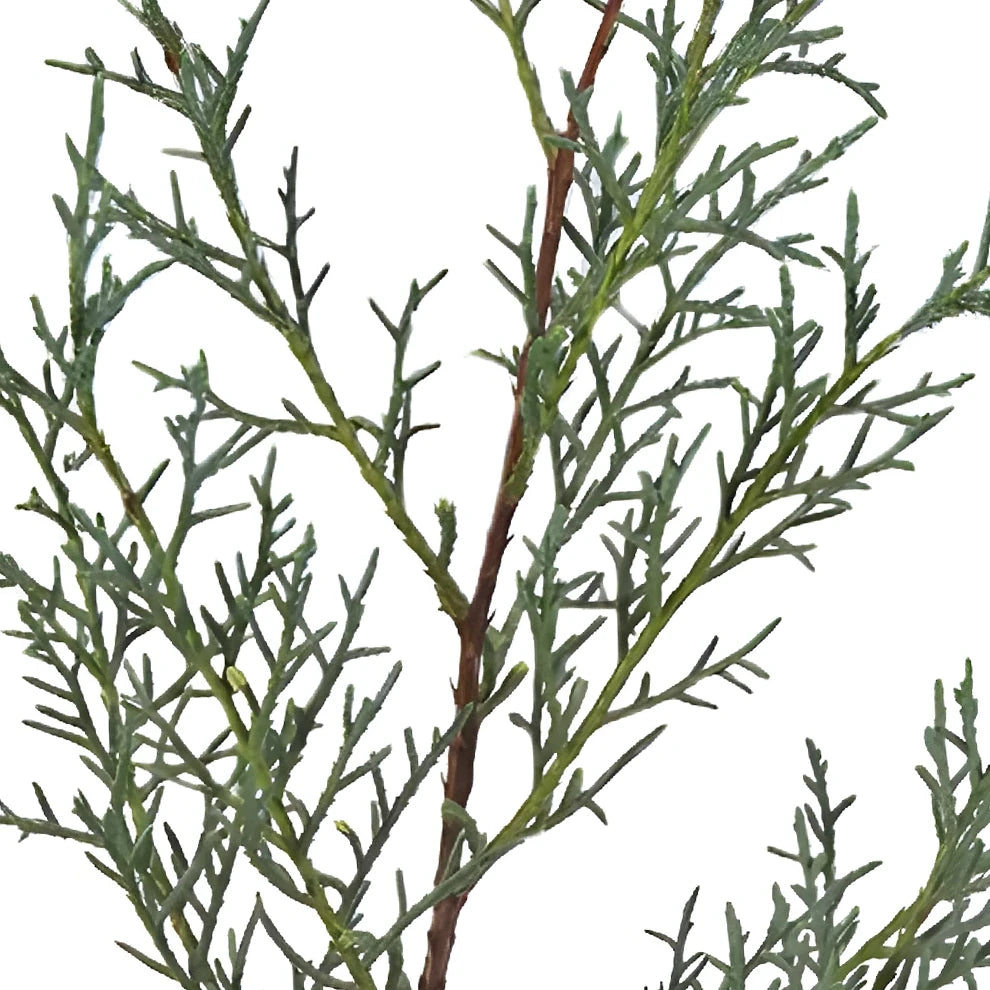 Carolina Sapphire Greenery - main