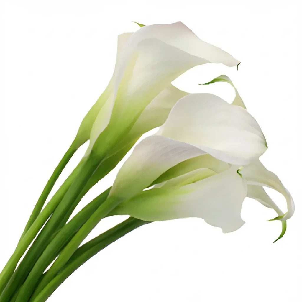 Crystal Blush Calla Lily Mini - alternative 1