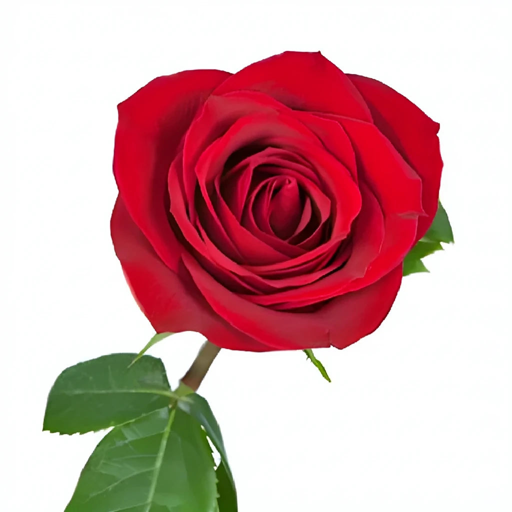 Scarlatta Roses Standard - main