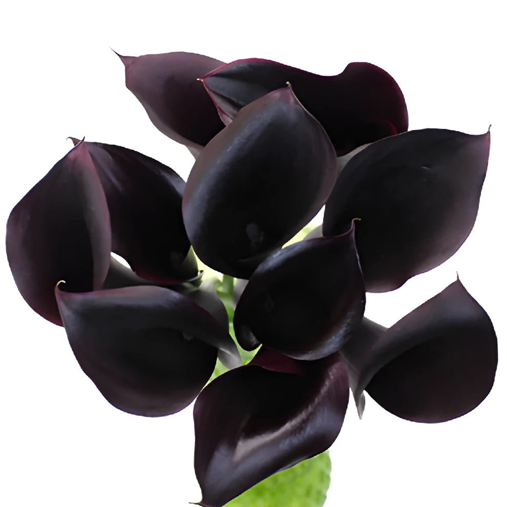 Dark Schwarzwalder Calla Lily Mini - alternative 1