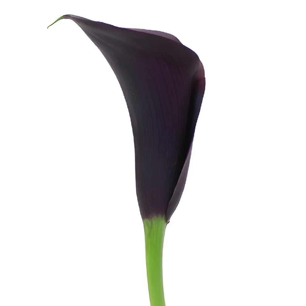 Dark Schwarzwalder Calla Lily Mini - alternative 3