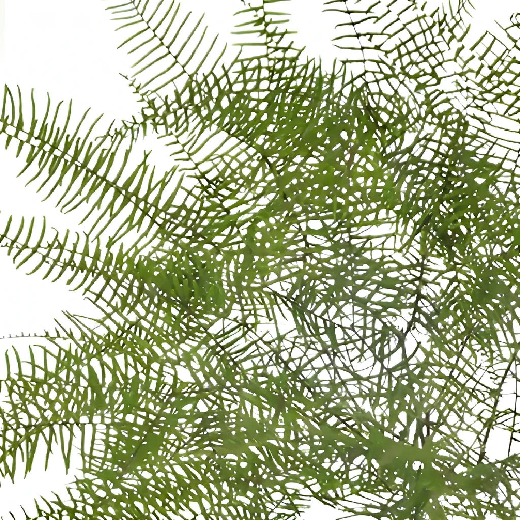 Sea Star Fern Greenery - alternative 2