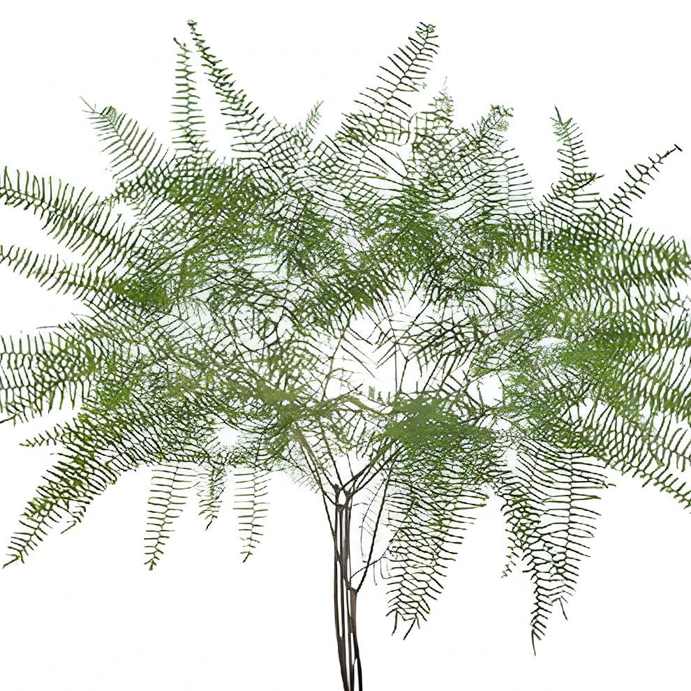 Sea Star Fern Greenery - main