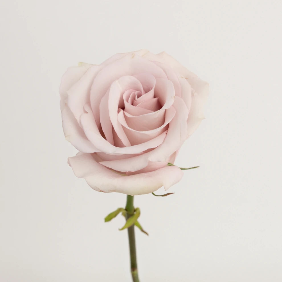 Secret Garden Roses Standard - main