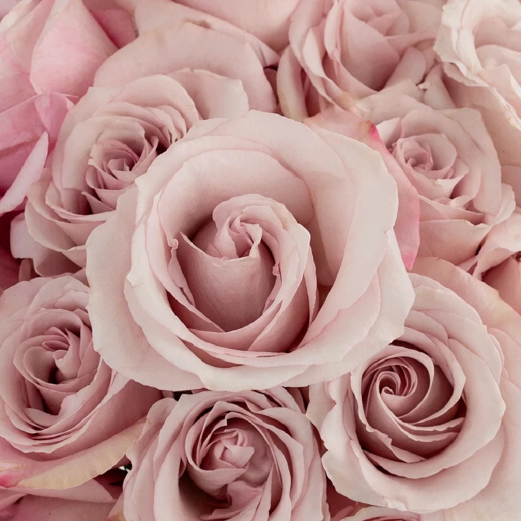 Secret Garden Roses Standard - alternative 2
