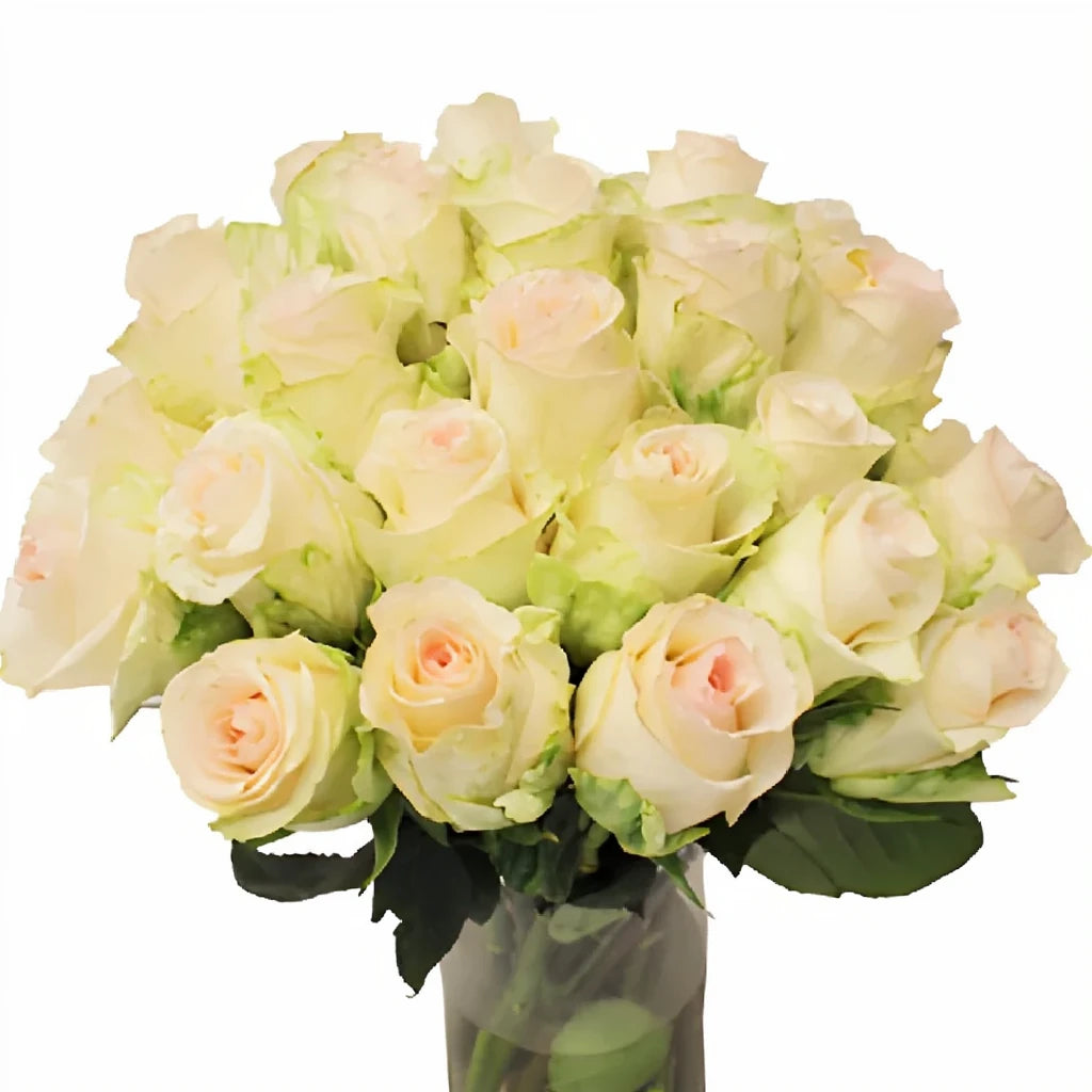 Senorita Roses Standard - alternative 1