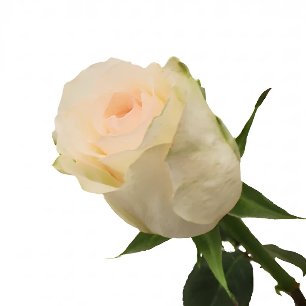 Senorita Roses Standard - alternative 2