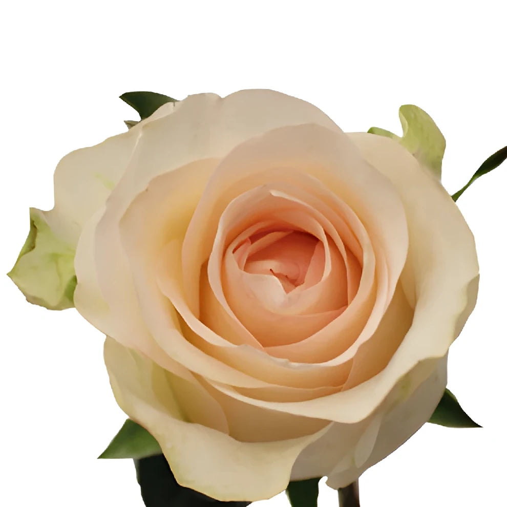 Senorita Roses Standard - main