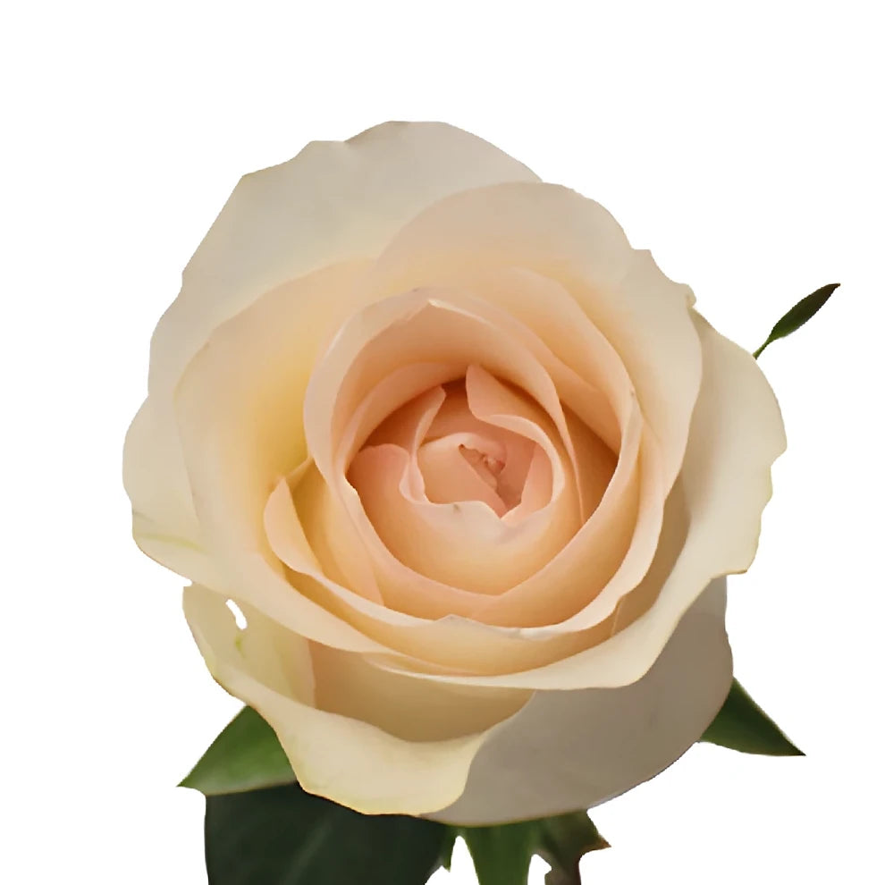 Senorita Roses Standard - alternative 4
