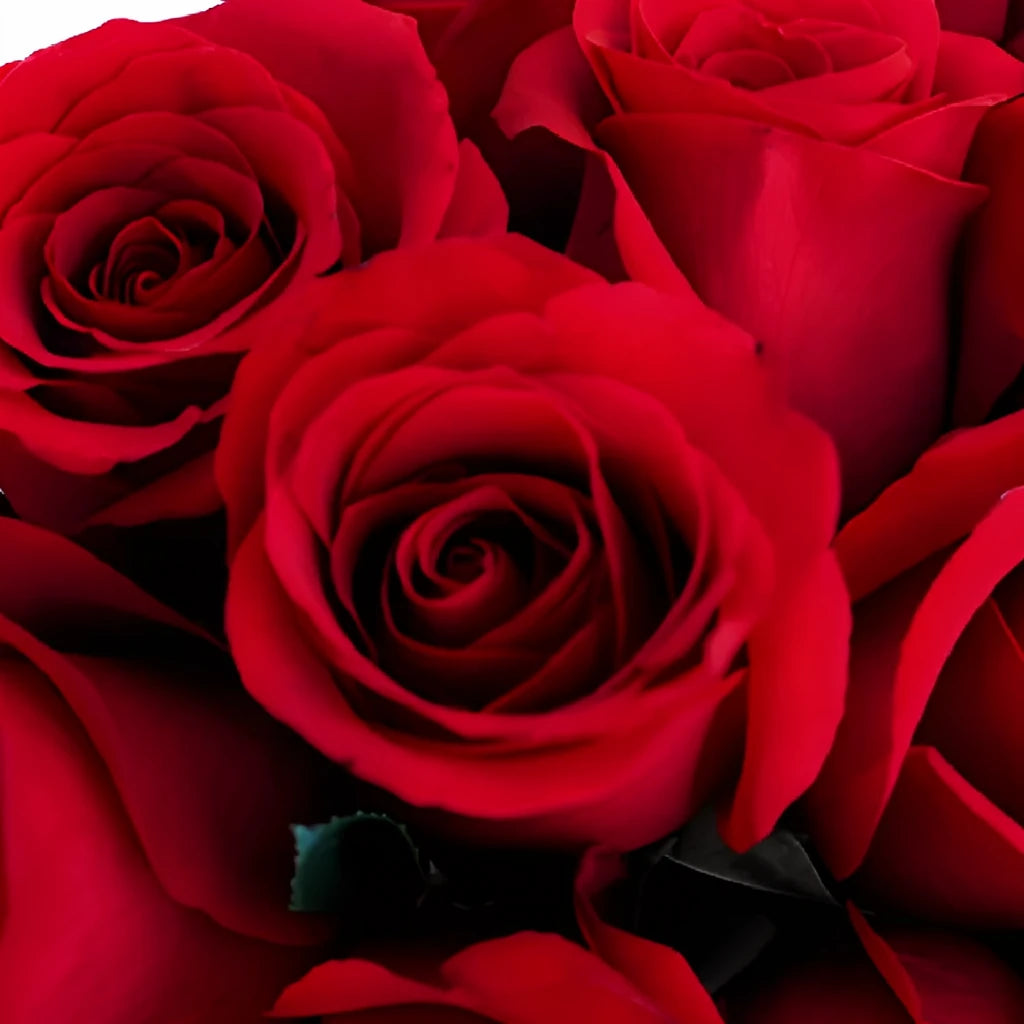 Sexy Red Roses Standard - main