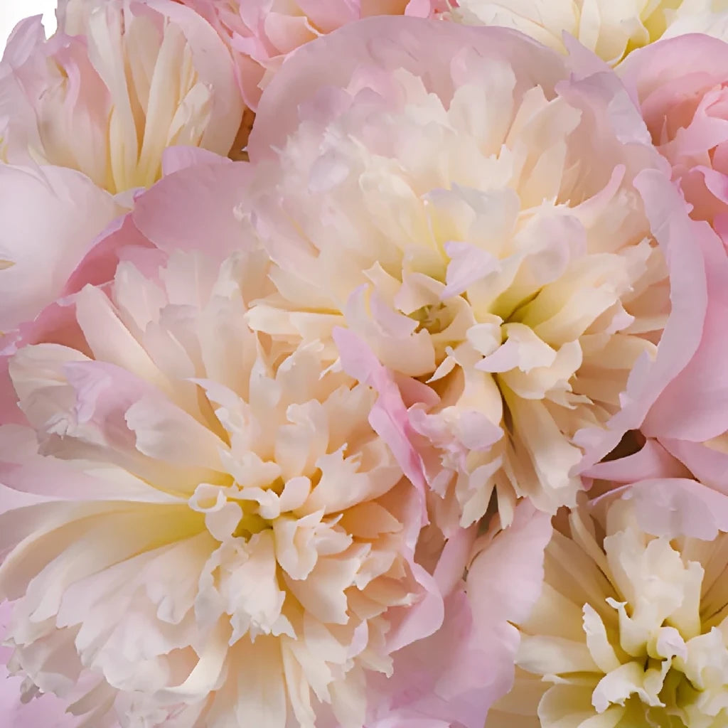 Shirley Temple Peonies - alternative 4