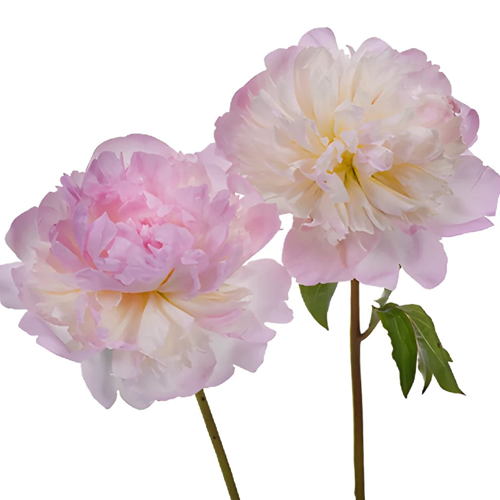 Shirley Temple Peonies - main