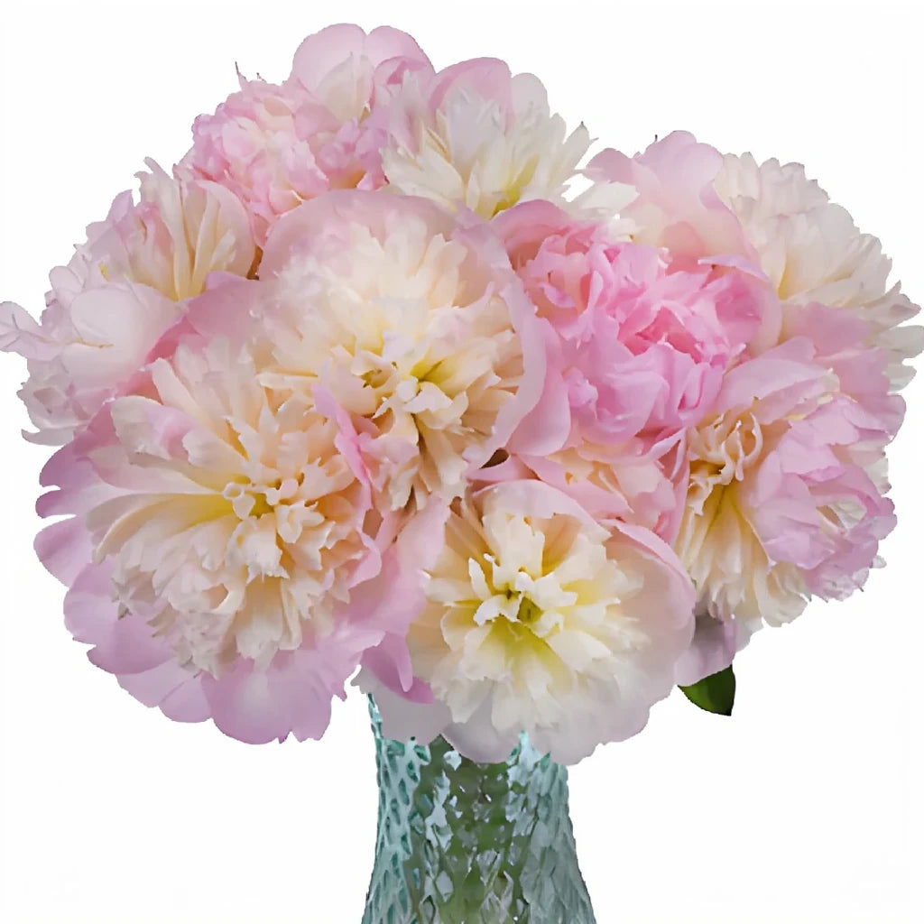 Shirley Temple Peonies - alternative 2