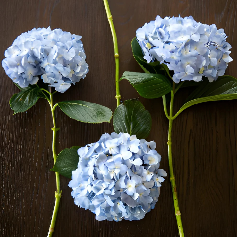 Shocking Blue Hydrangeas - alternative 2