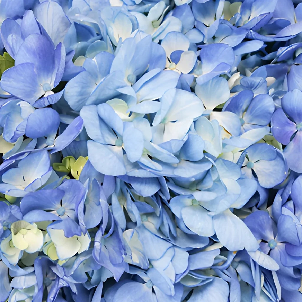 Shocking Blue Hydrangeas - main
