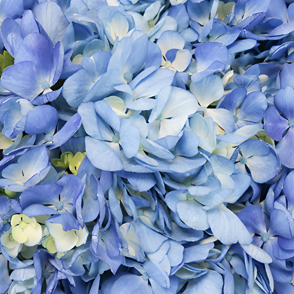 Blue Hydrangeas - alternative 2