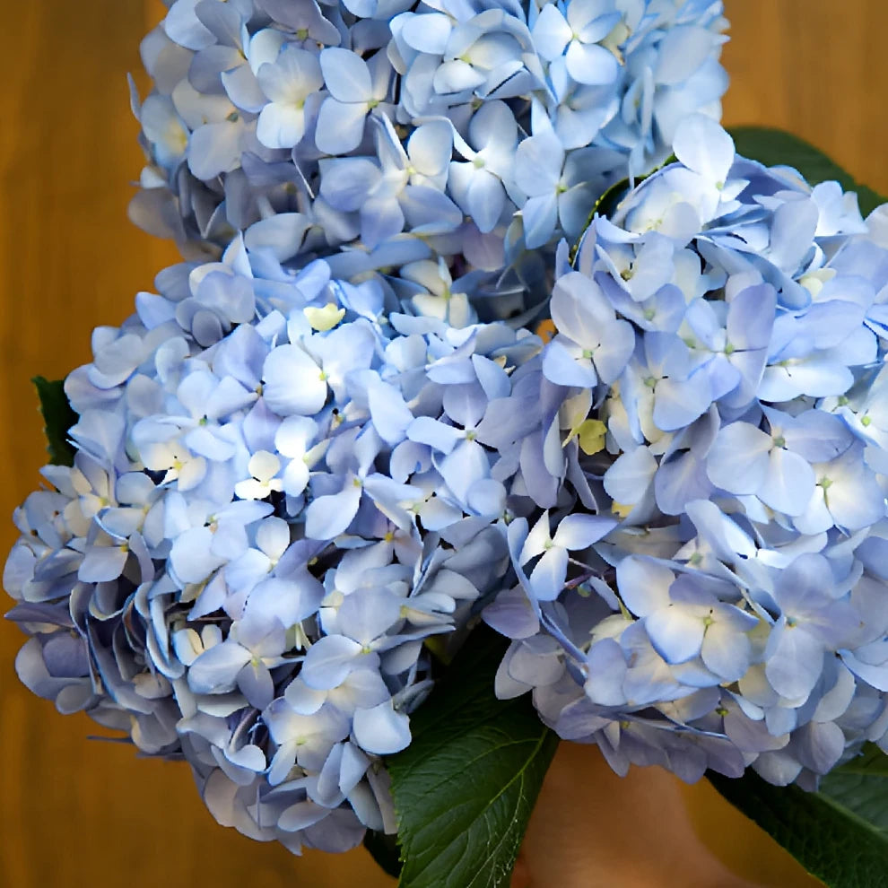 Shocking Blue Hydrangeas - alternative 3