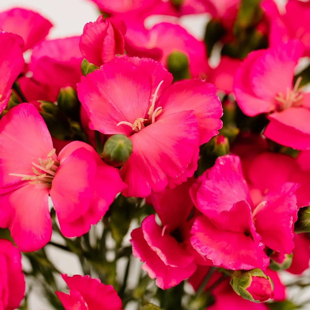 Solomio Pink Hot Dianthus - alternative 1