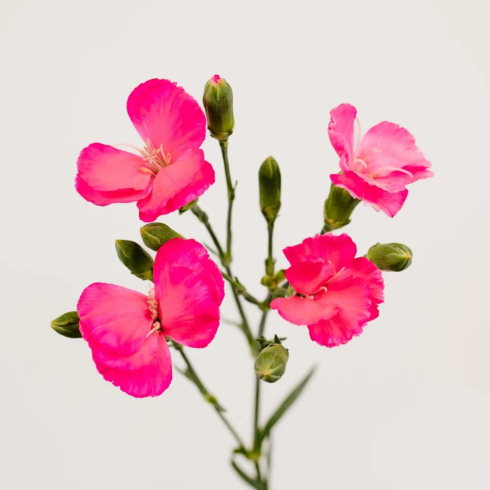 Solomio Pink Hot Dianthus - main