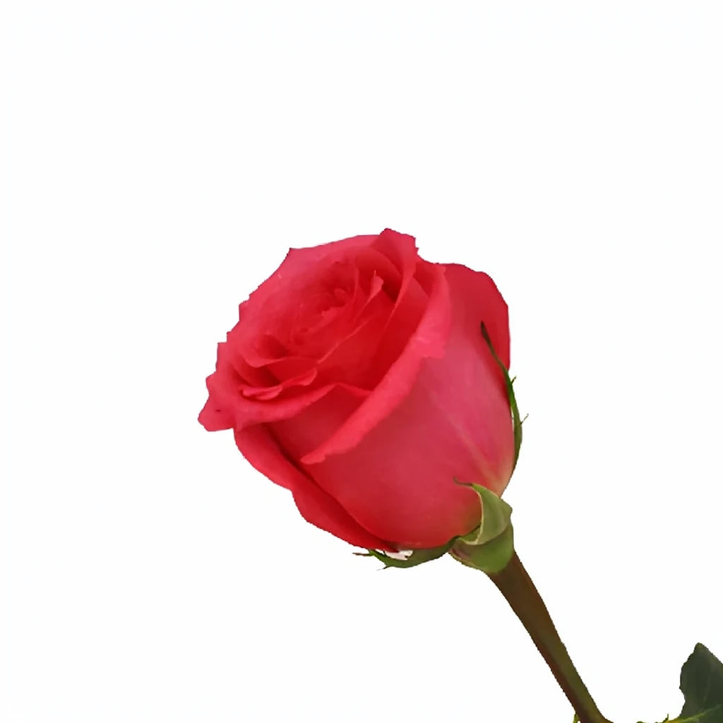 Shocking Versilia Roses Standard - main